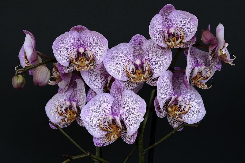 Enchanted Orchids